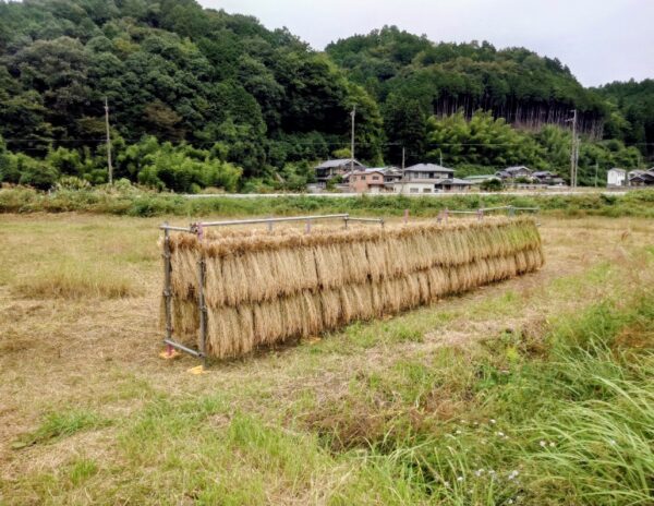 無肥料無農薬栽培キヌヒカリ新米 3kg