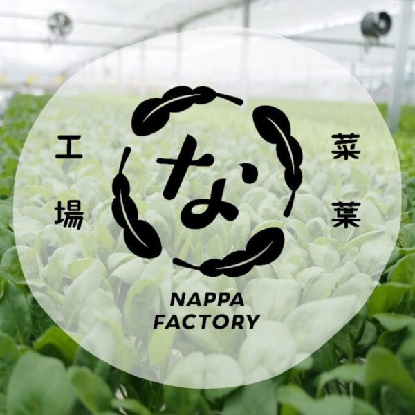 【イヤスタ限定】サラダ野菜(サラダほうれん草・ルッコラ・サラダ水菜)