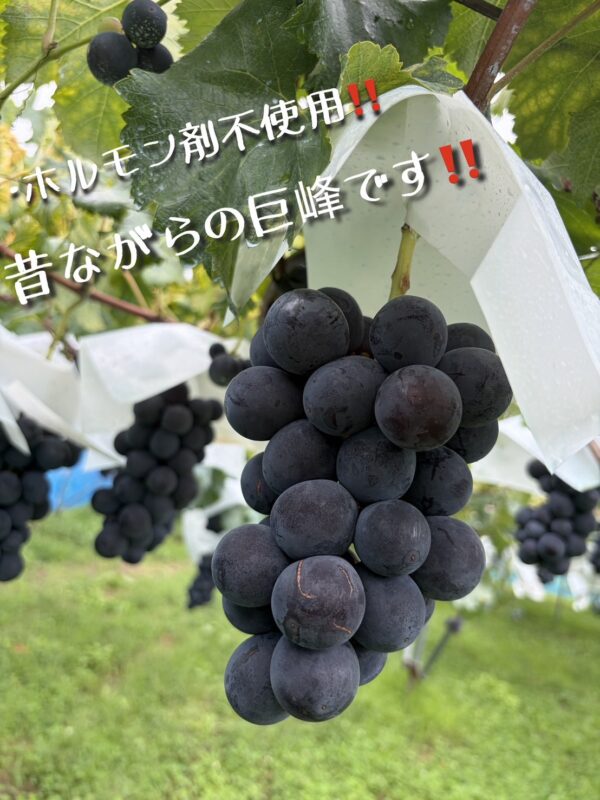 長野県北信州産｜昔ながらの種あり巨峰 2kg（送料込）